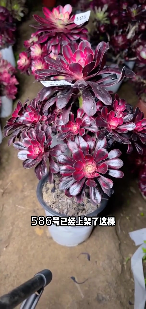 我推荐了 多肉植物莲花掌系列舞天姬大老桩,快来看看!