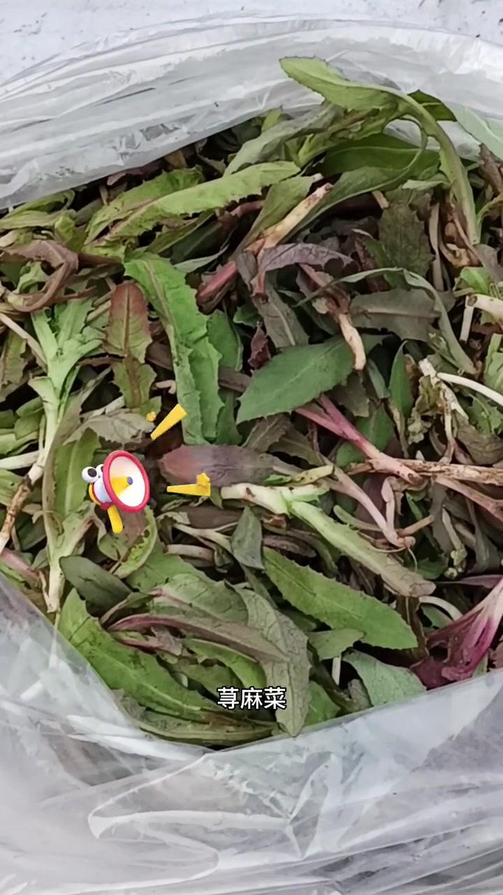 东北早市土豆哥揭秘山野菜品种大全,让你大开眼界!东北的山野菜品种你都认识吗!婆婆丁,曲麻菜