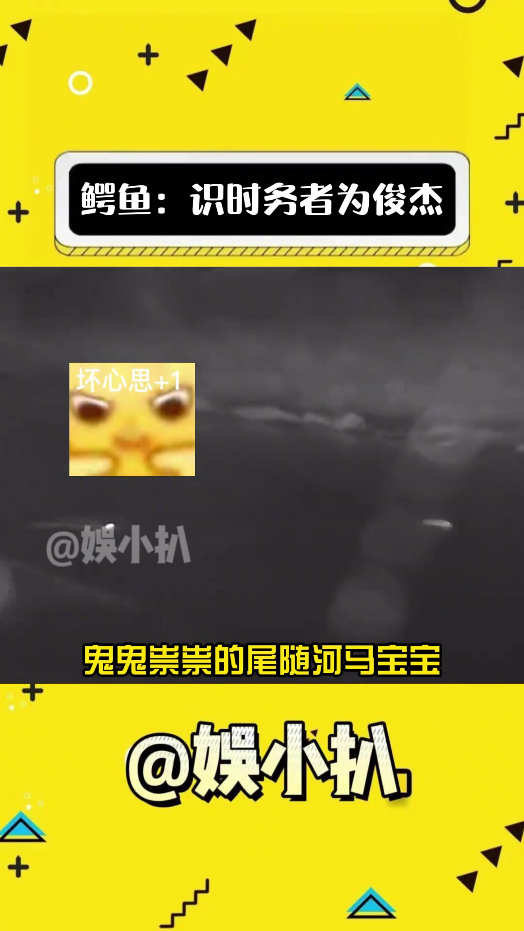 鳄鱼:不好意思打扰了哈~ 动物趣事 河马 搞笑 万万想不到