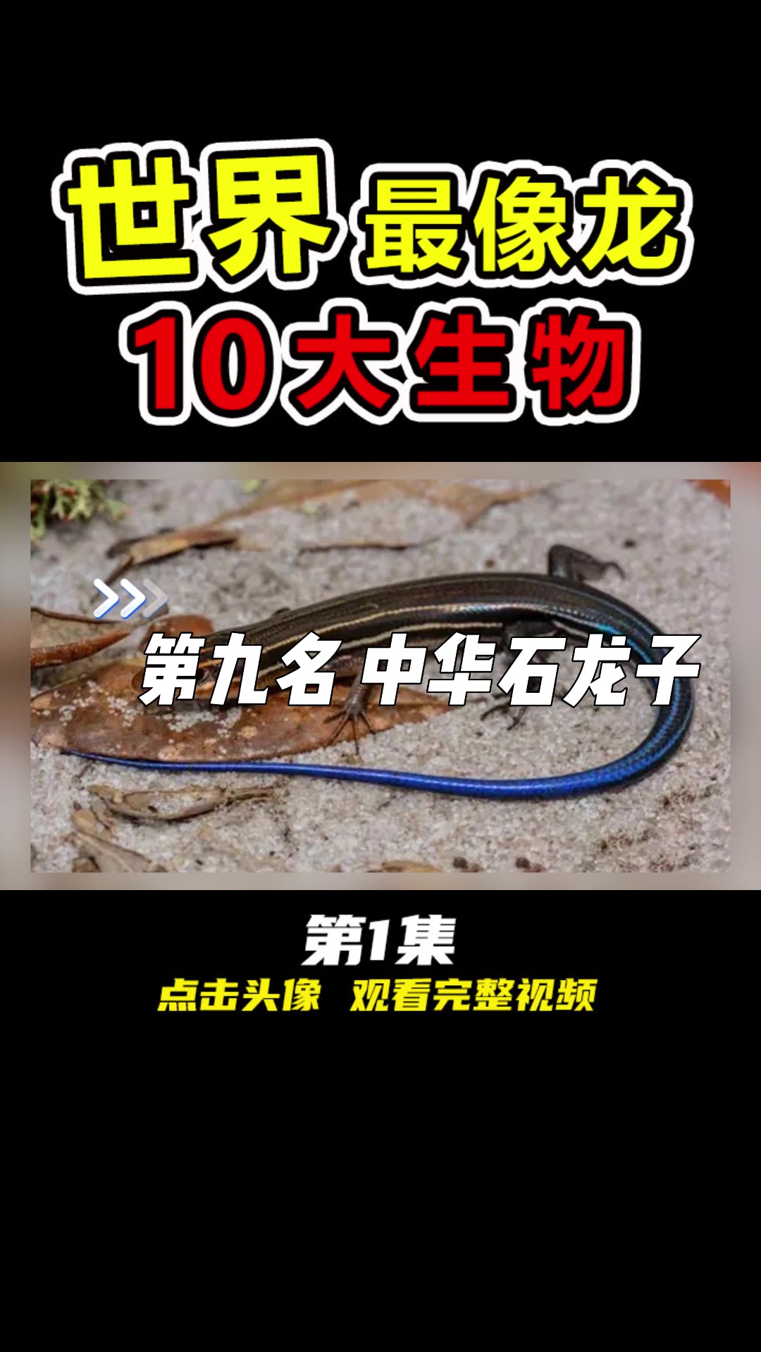 世界上“最像龙”的10大生物,你见过17米长的深海巨兽吗?