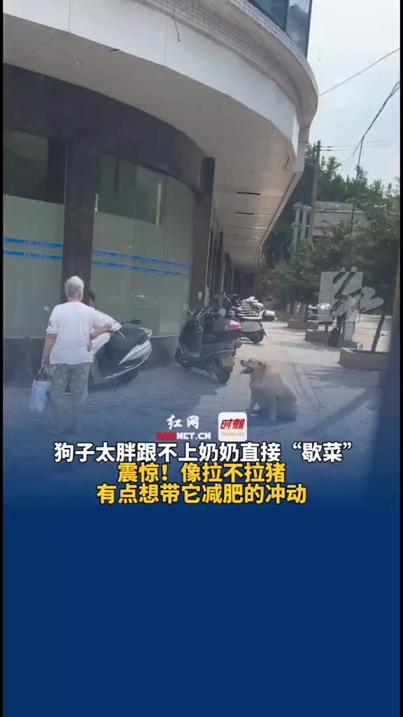 4月21日(采访时间)广东云浮,狗子太胖跟不上奶奶 直接“歇菜”,震惊!像拉不拉猪,有点想