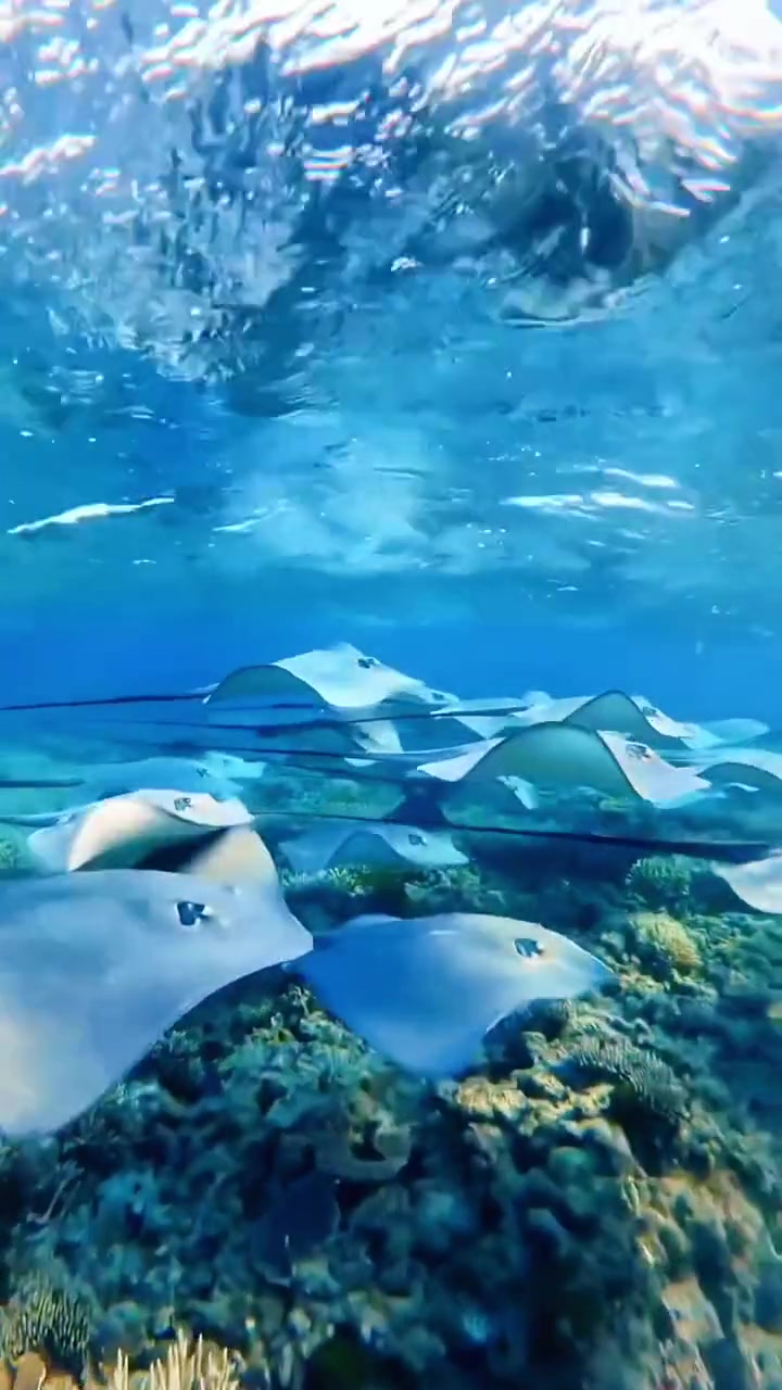 海底世界神奇而美丽,有各种各样的海洋生物,五颜六色的鱼群游弋在珊瑚礁中!一起看看海底世界 