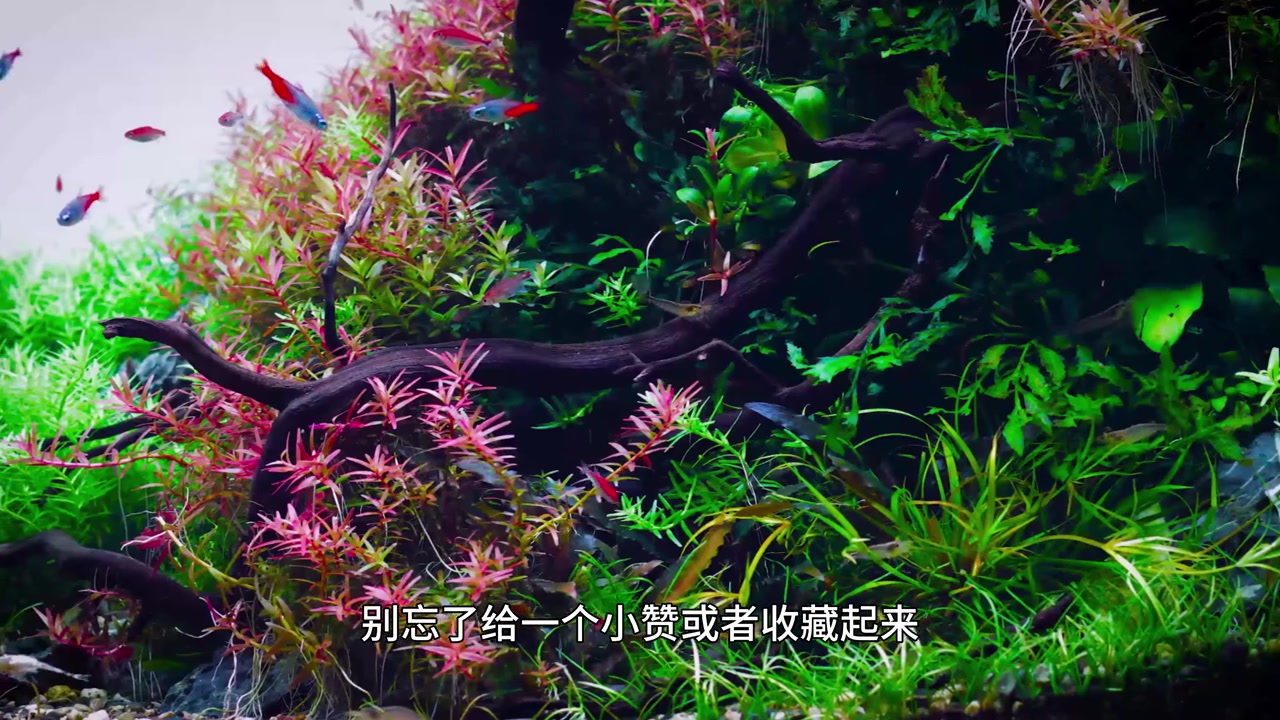 【草缸神奇生物在哪里】灯鱼大百科(二)