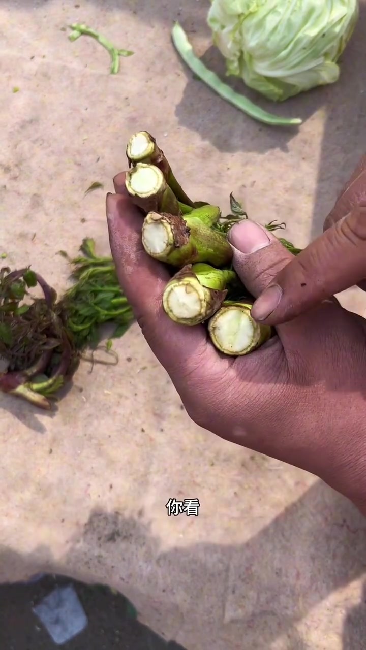 东北早市“挑菜哥”揭秘:早市刺嫩芽挑选大法!让你一次买到新鲜翠绿的野生刺老芽!刺嫩芽怎么挑