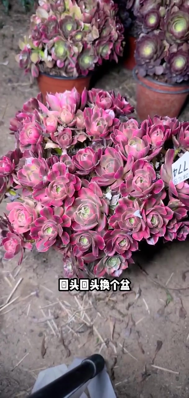 多肉法师宝宝们抓紧时间抢购吧!