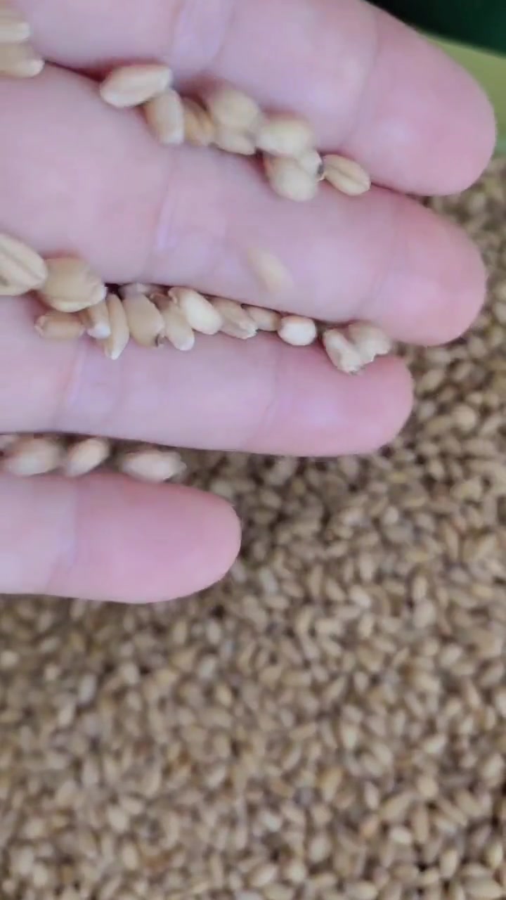 山东香驰健源:1.14元,落5厘。山东米能生物:1.135元,落7厘。山东七星柠檬:1.1