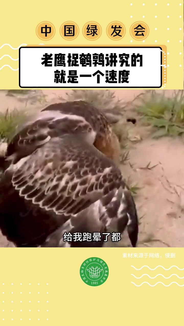 老鹰捉鹌鹑讲究的就是一个速度 看一遍笑一遍 动物趣事 野生动物零距离 动物的迷惑行为