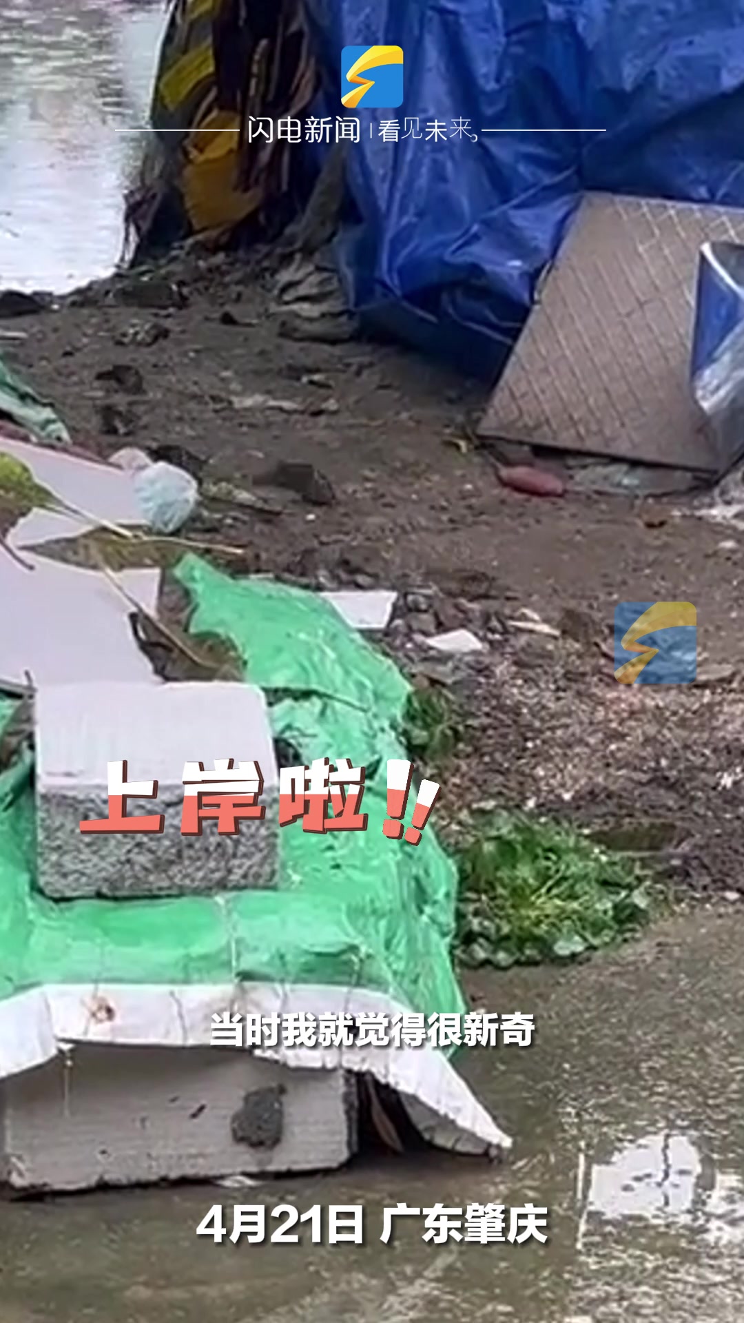 雨后地面湿润 一群鱼排队爬上岸 上岸后全部被抓走了