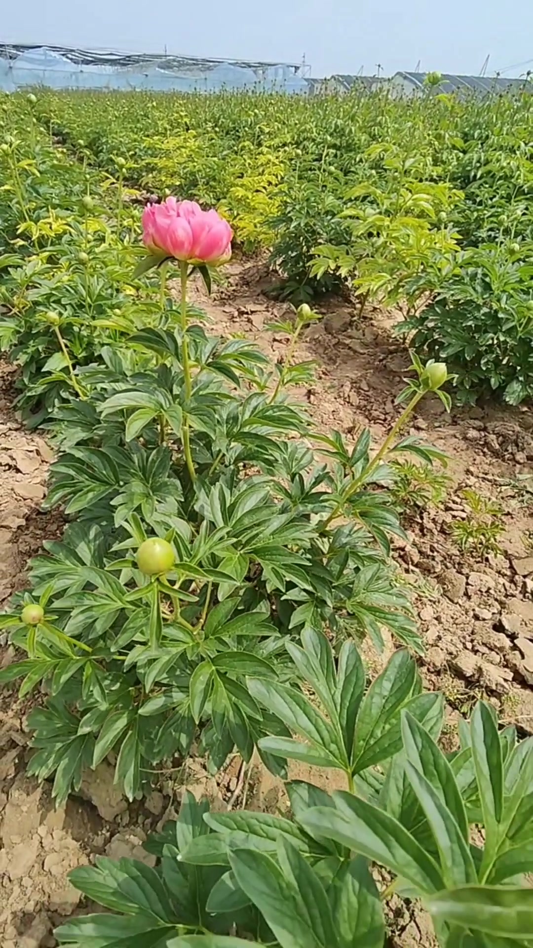 精品芍药切花品种