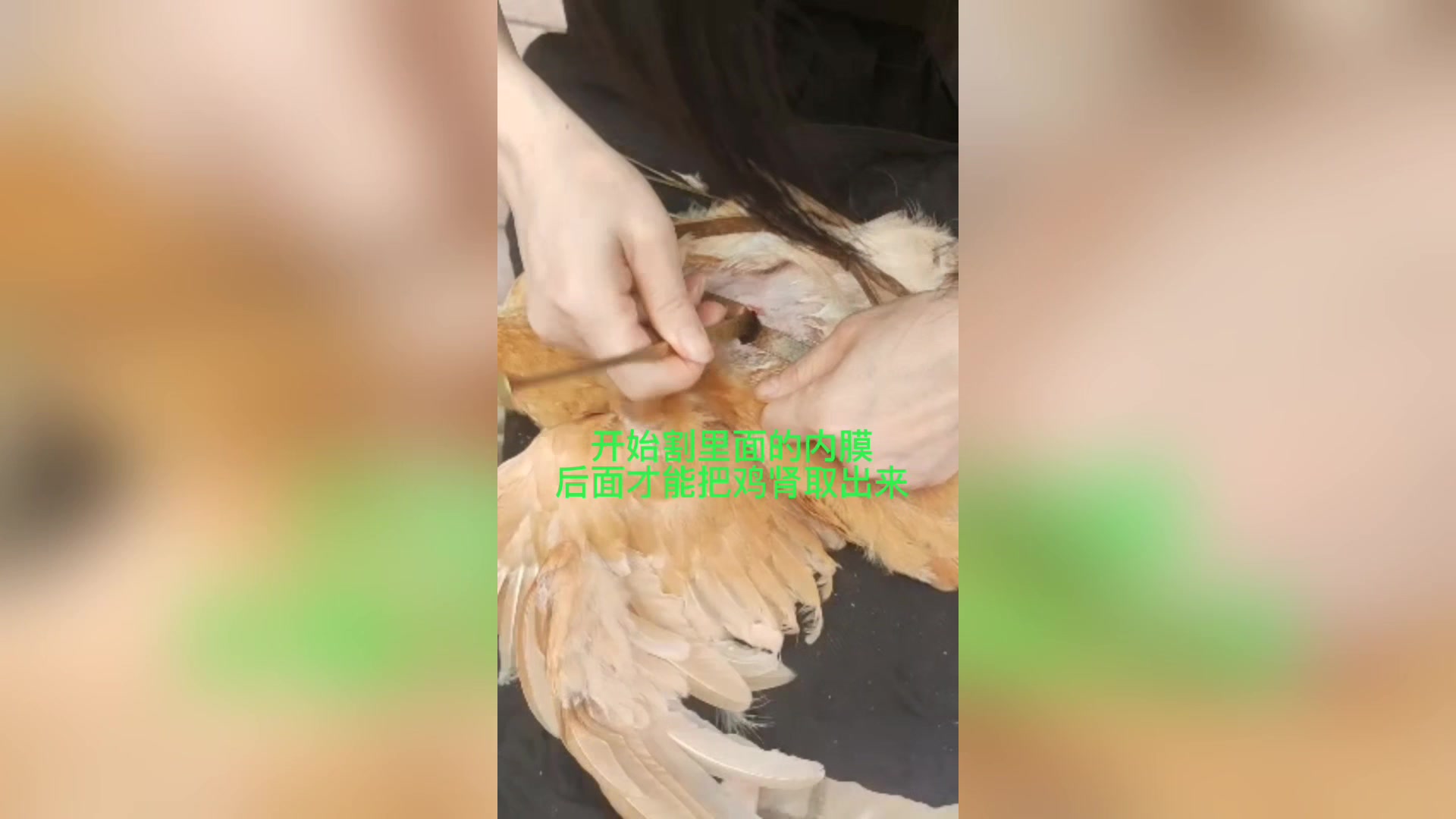 阉鸡,公鸡阉割后,肉质会更鲜美