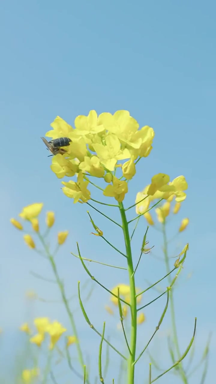 山西黎城,洪井镇元庄村油菜花进入盛花期,一起云赏花!山西 山西黎城 油菜花