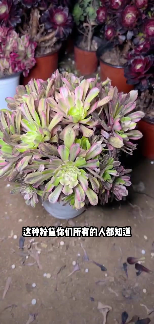 多肉法师宝宝们抓紧时间抢购吧!