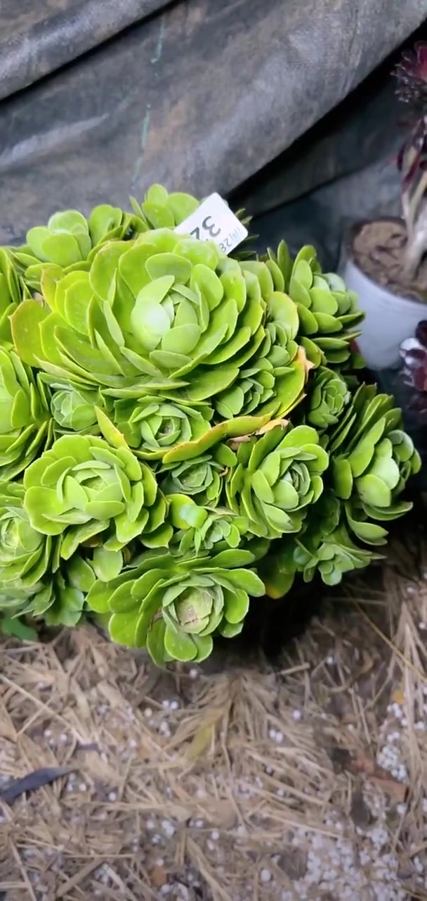 我推荐了 多肉法师,快来看看!