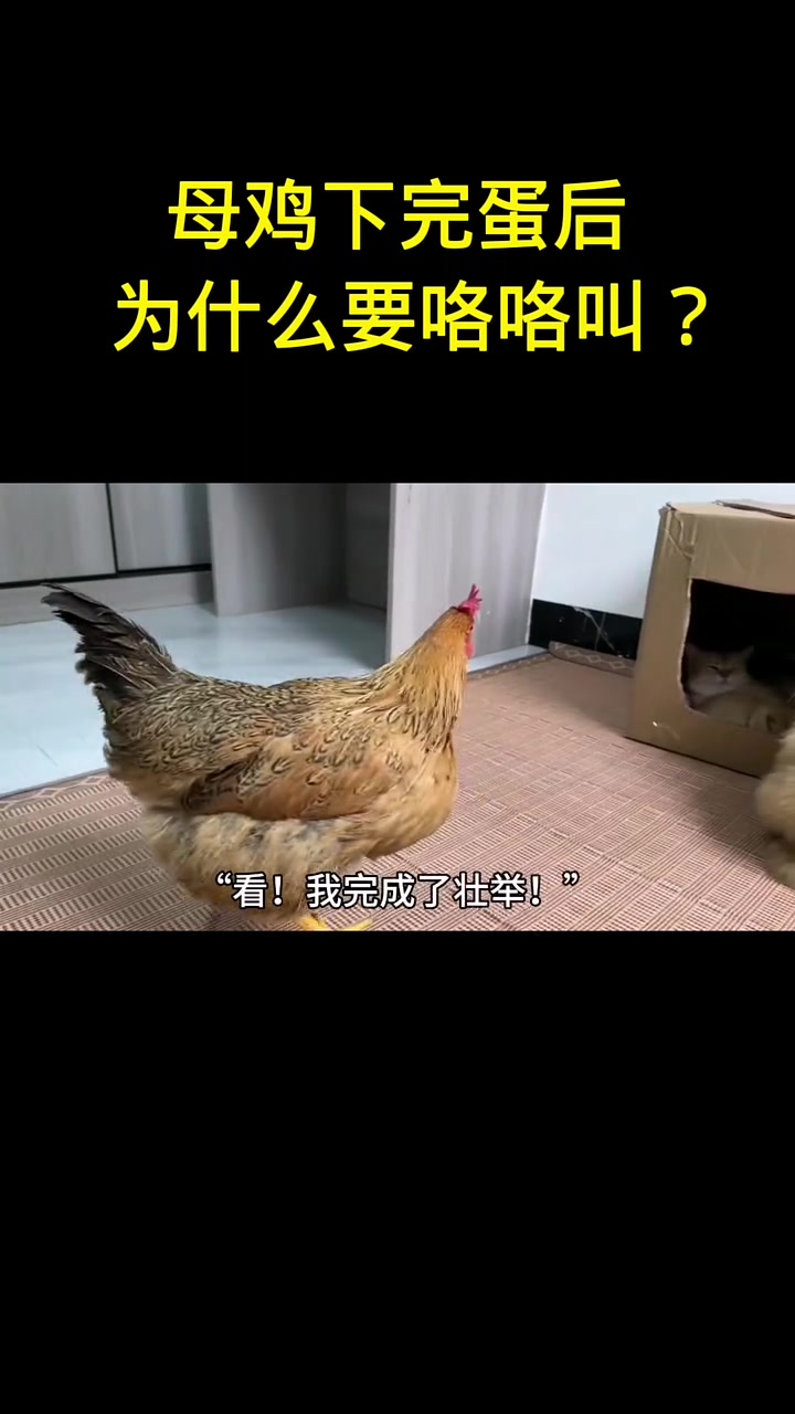 母鸡下完蛋后,为什么要咯咯叫?