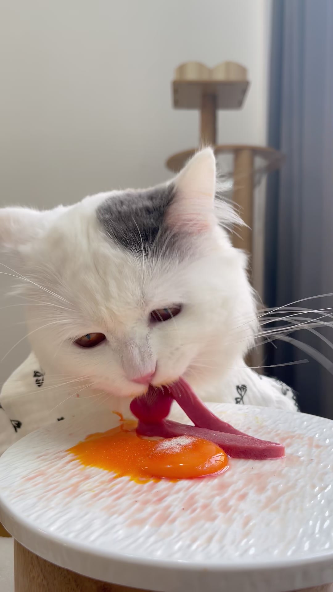 猫咪生骨肉喂养,你准备好了吗?