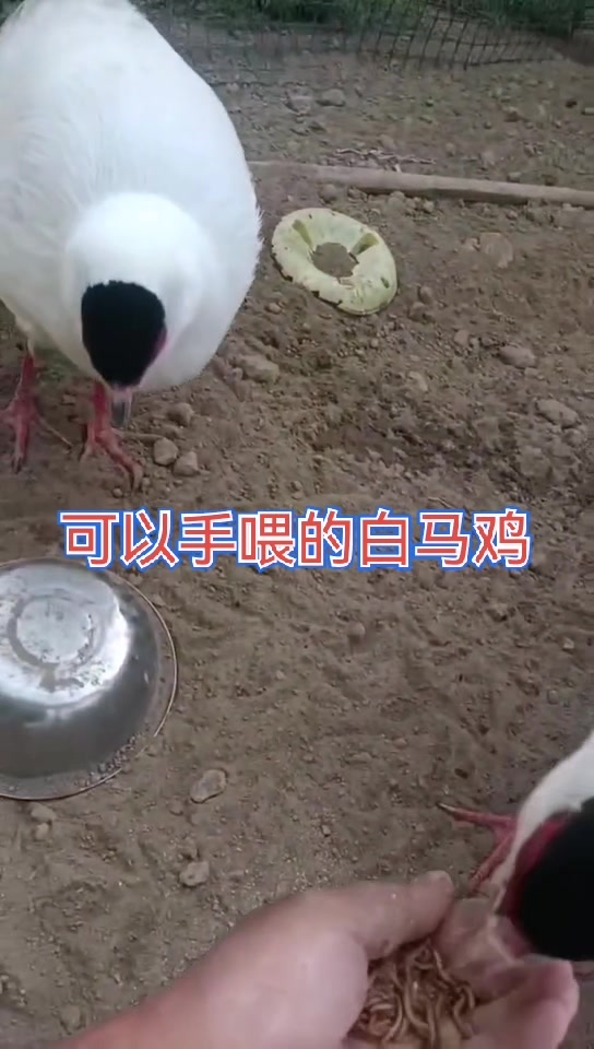 白马鸡人工养殖基地