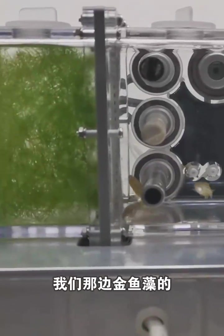 不用换水的“太空鱼缸”长啥样?“宇航鱼”太空出差有个大目标!