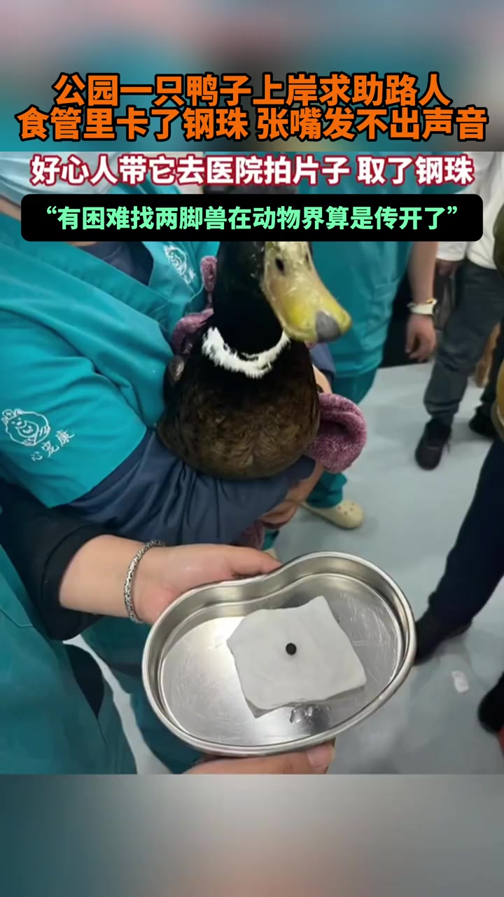 辽宁大连,公园一只鸭子食管里卡了钢珠,上岸求助路人获救 网友:简直像十年前的意林故事,现在