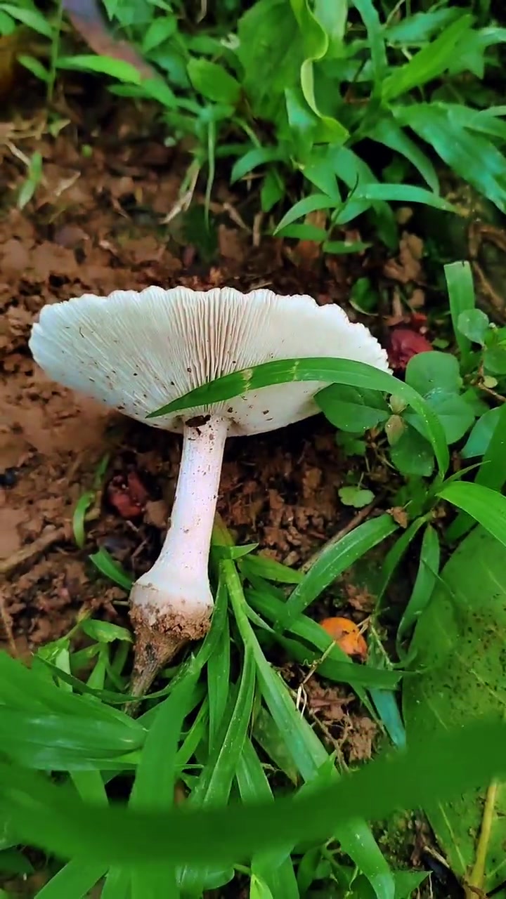 第520集|介绍一下鸡枞菌的两个主要特征 介绍一下鸡枞菌的两个主要特征 萌知计划 科普 鸡