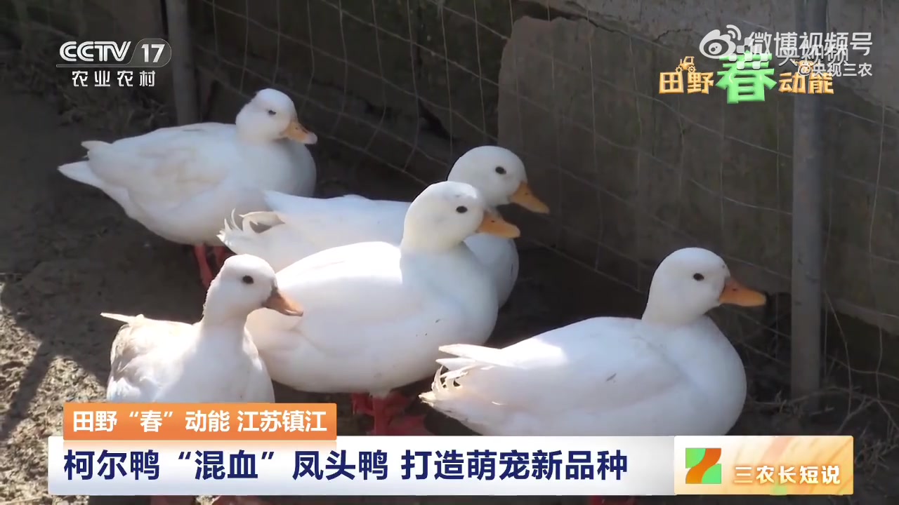 【新萌宠! 柯尔鸭混血凤头鸭 】柯尔鸭因其体态娇小、呆萌可爱,被很多人当宠物养。现在,更萌