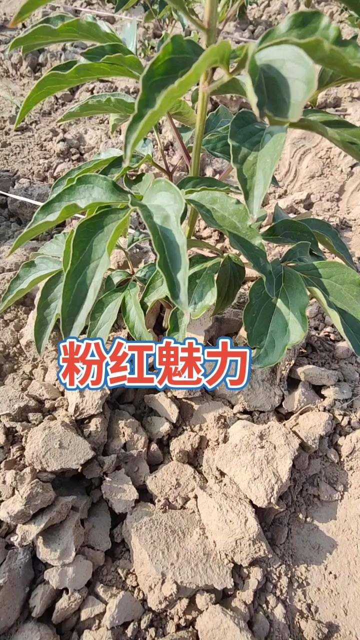 优质芍药品种推荐