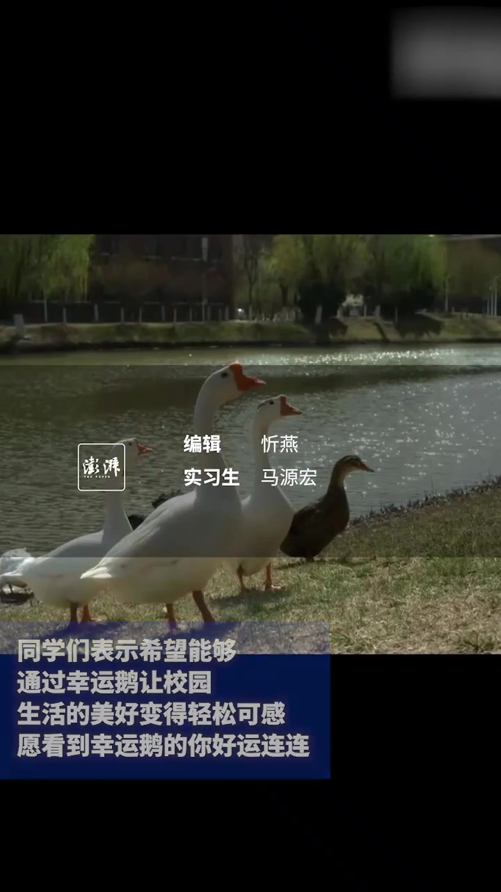“天大幸运鹅”,环境设计专业学生把5米高的作业放水里