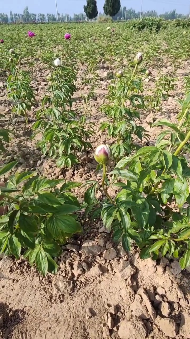 这样的芍药品种太好养了