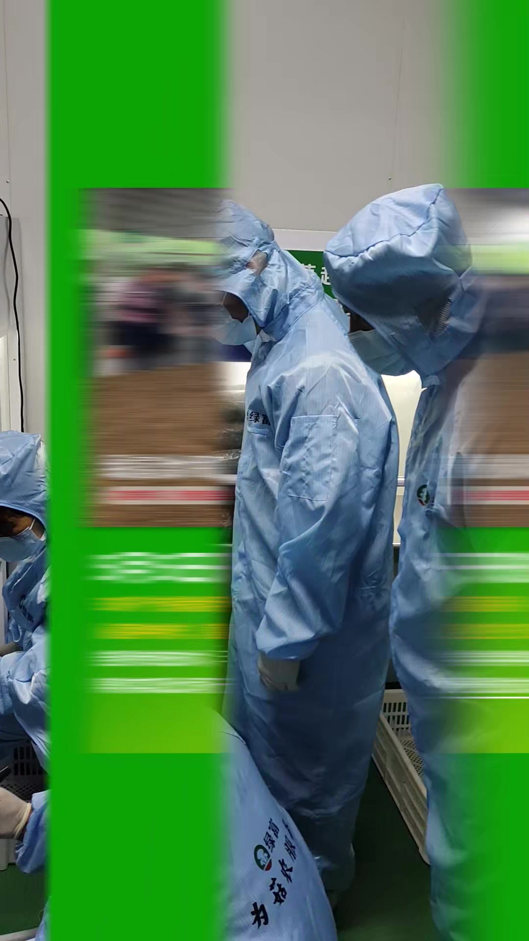 探索鸡腿菇种植的秘诀,高产技术全揭秘