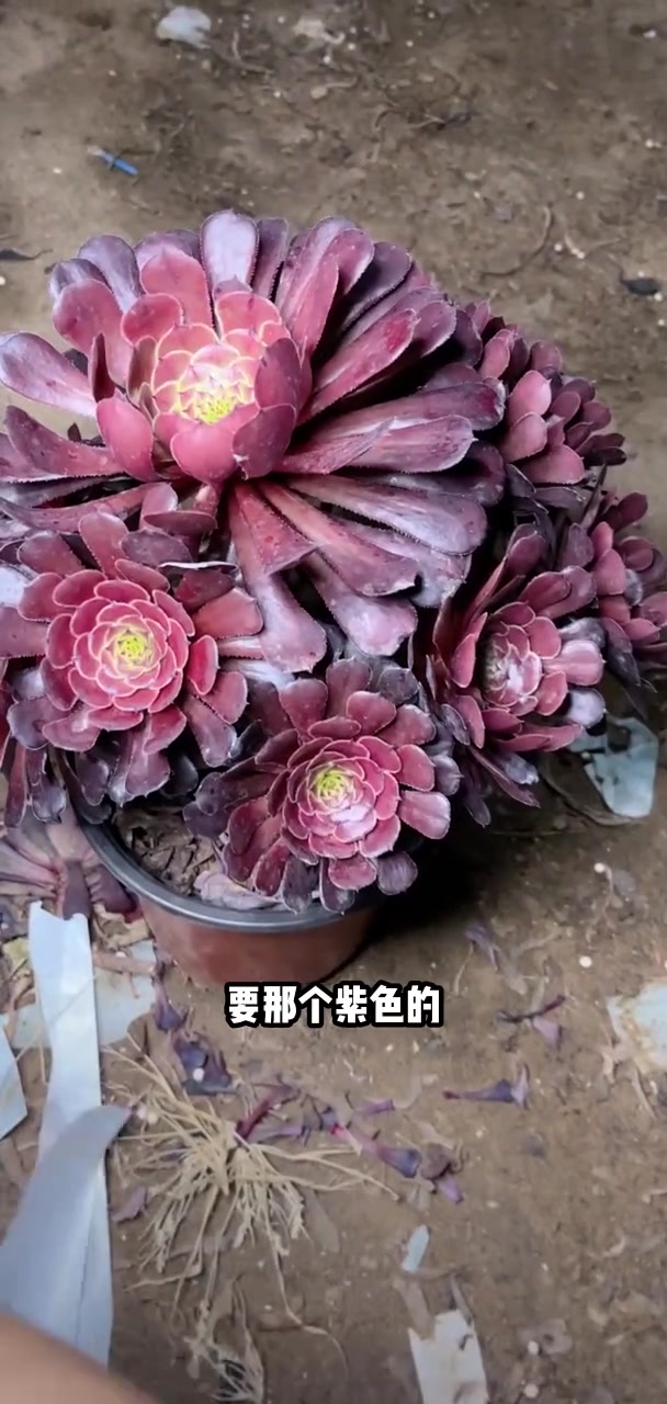 家人们冲啊!买它买它!多肉植物莲花掌系列舞天姬大老桩