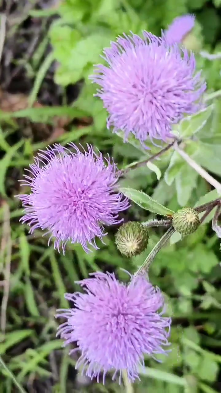 刺儿菜紫色花絮就像一根根针似的