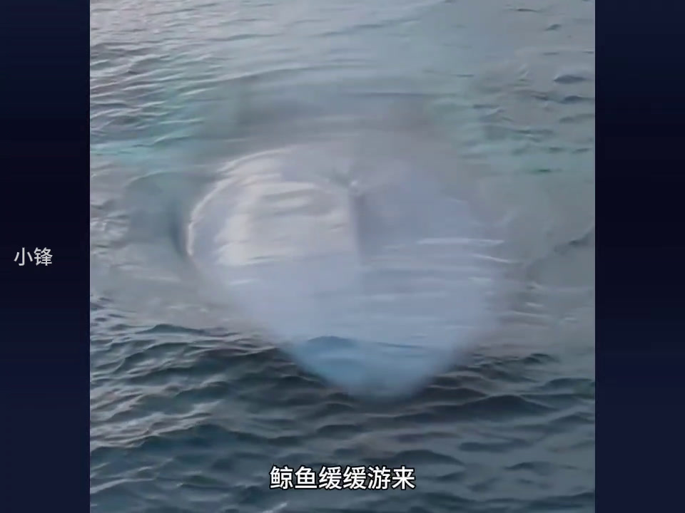 鲸鱼浮出水面喷水!