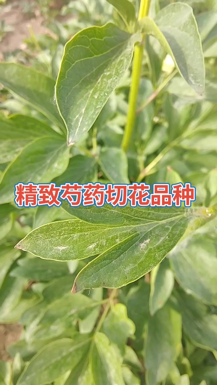 精致芍药切花品种