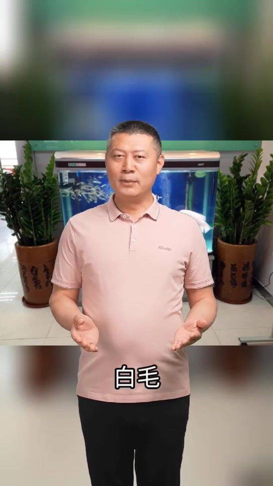 金鱼头上长白点是怎么回事