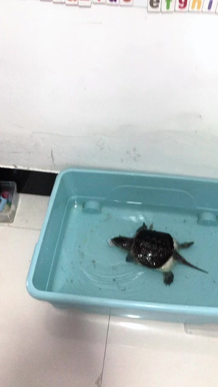 乌龟吃鱼,啊不是吃田鸡