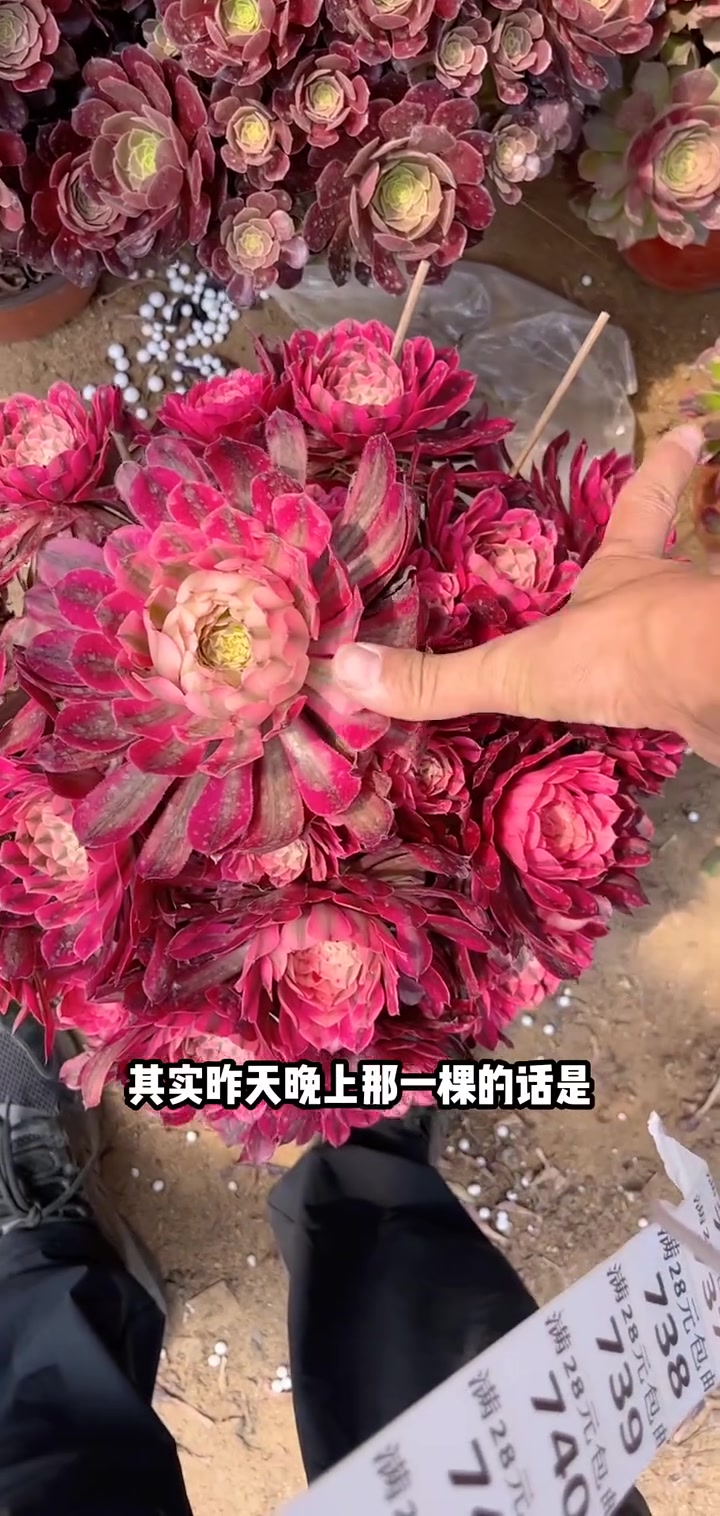 多肉央金多头,12口径盆,满58包邮左下角小黄车可以下单