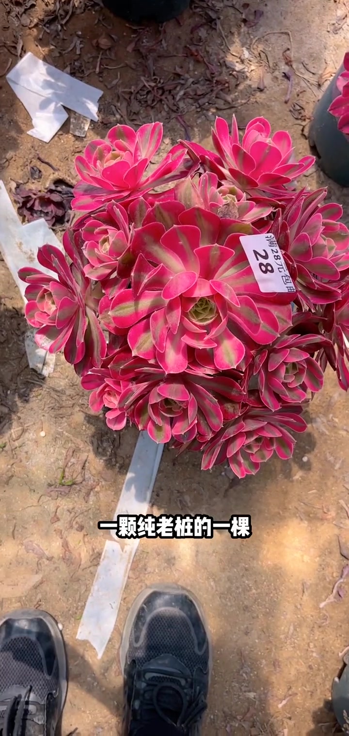 彩虹多肉单头,拍满58包邮左下角小黄车可以下单