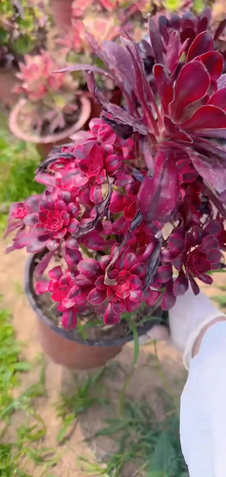 家人们冲啊!买它买它!多肉植物莲花掌系列舞天姬大老桩