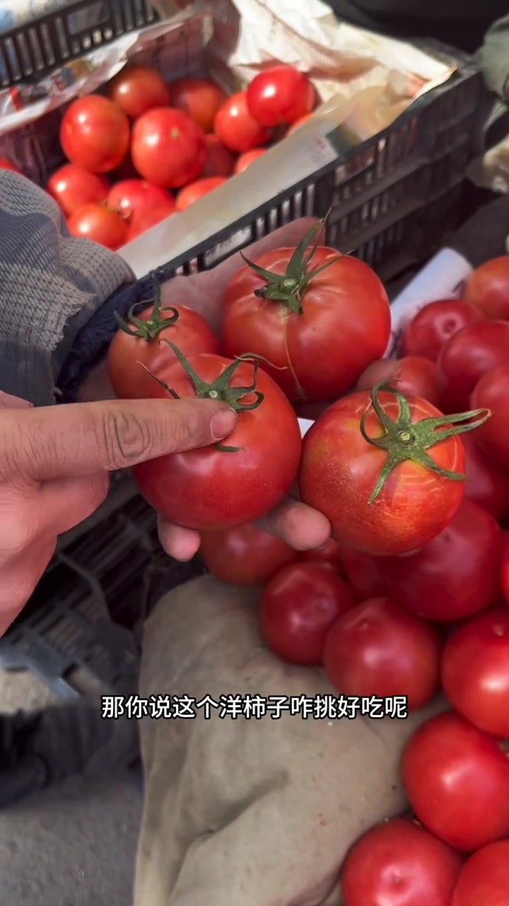 东北早市“土豆哥”揭秘:早市西红柿挑选大法!让你一次买到酸甜可口皮薄没有硬心的西红柿!西红