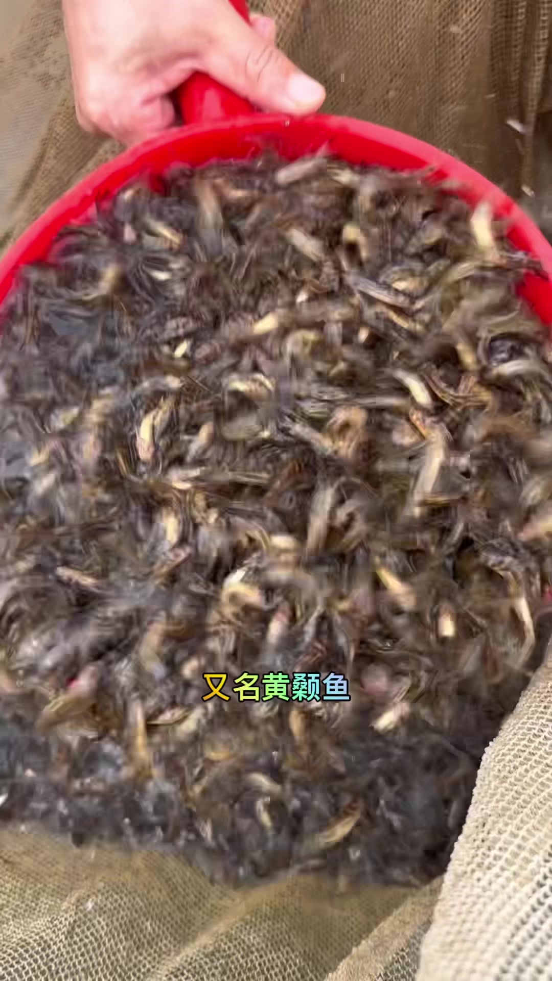 黄骨鱼苗,黄颡鱼苗