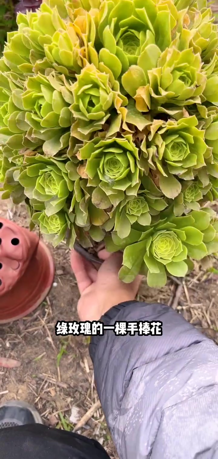 我推荐了 多肉法师,快来看看!