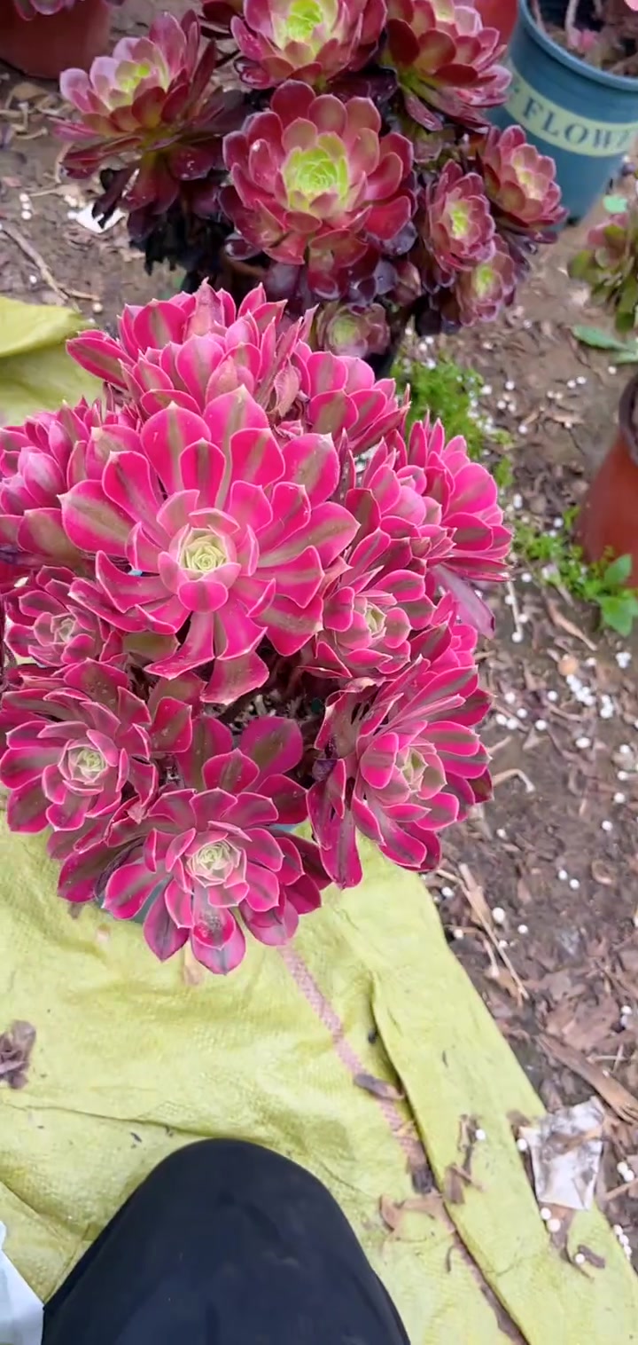 多肉植物莲花掌系列舞天姬大老桩左下角小黄车可以下单