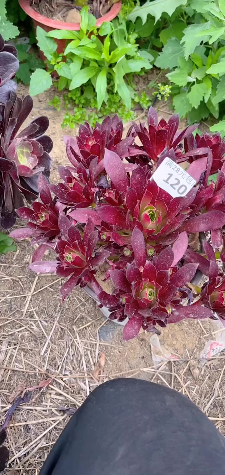 我推荐了 多肉植物莲花掌系列舞天姬大老桩,快来看看!