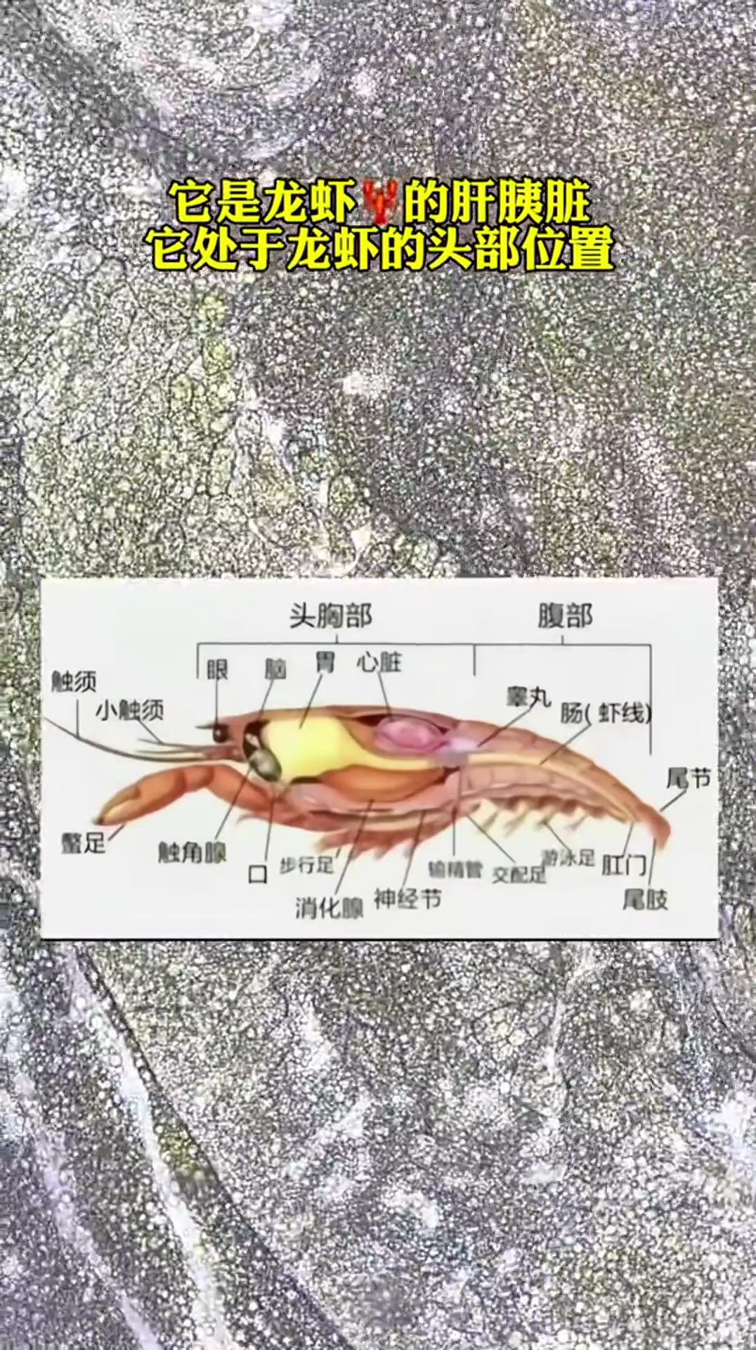 龙虾虾黄就是营养成分,还是龙虾的奥利给呢?