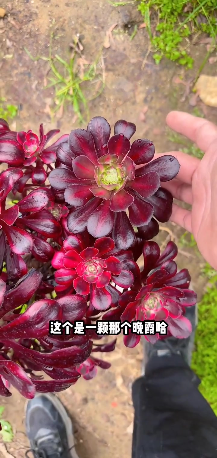 我推荐了 多肉植物莲花掌系列舞天姬大老桩,快来看看!