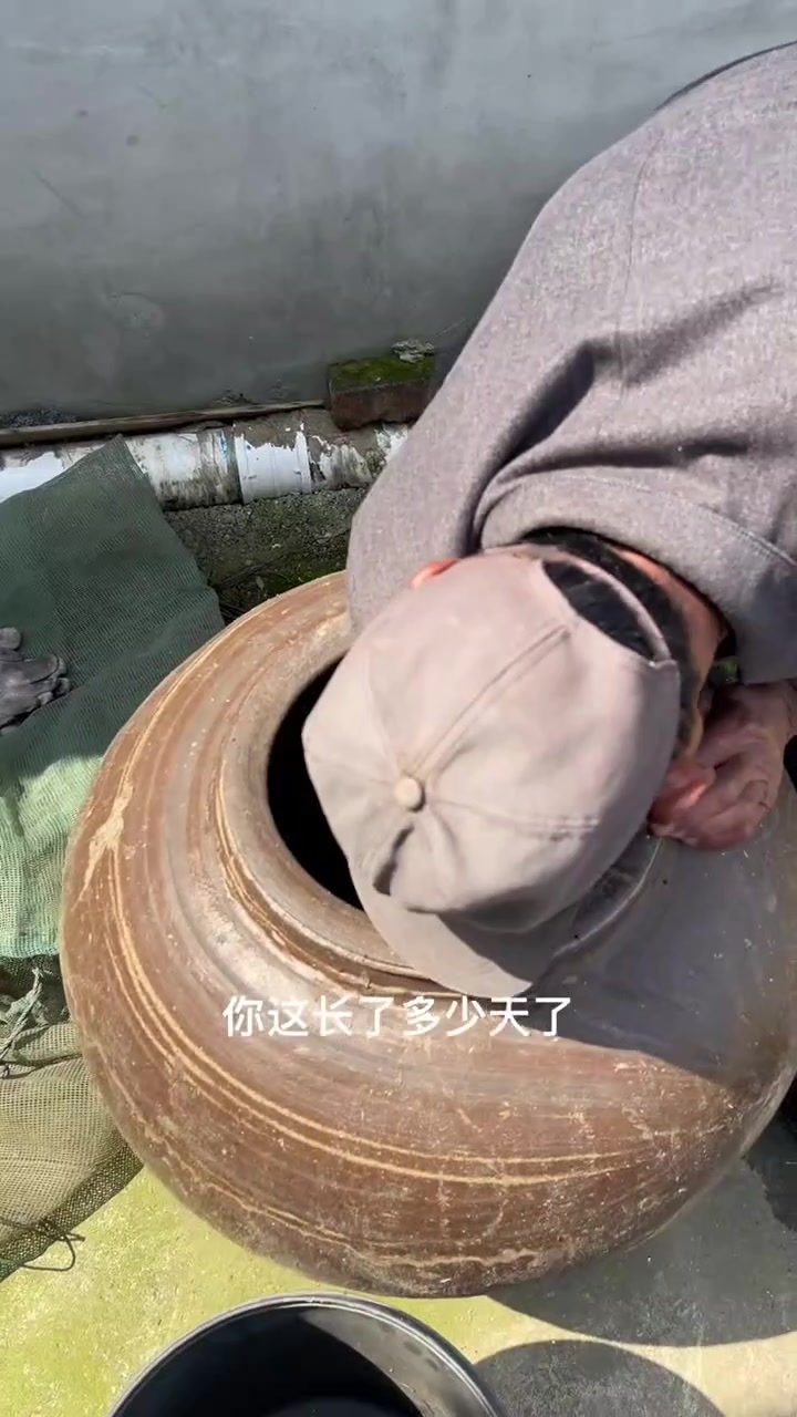 小的太多了,没办法#三农##野生甲鱼#