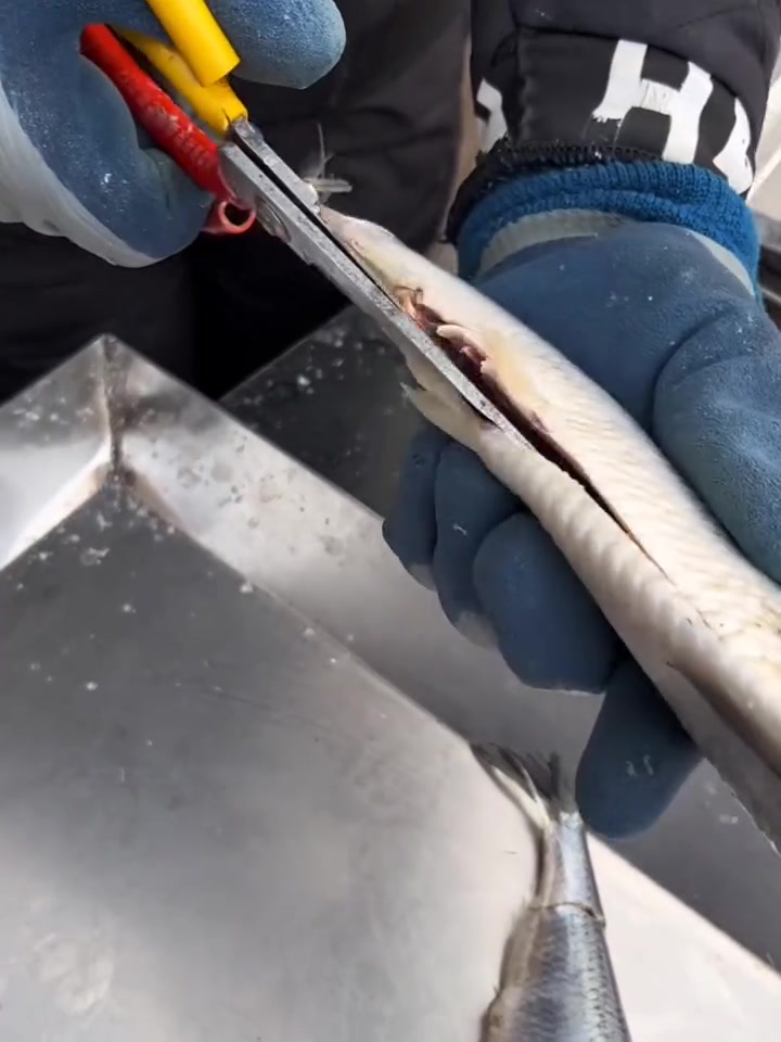 东北早市土豆哥揭秘:肘子,青鱼挑选大法,让你一次买到新鲜,没有狠活的青鱼!怎么区分前肘和后