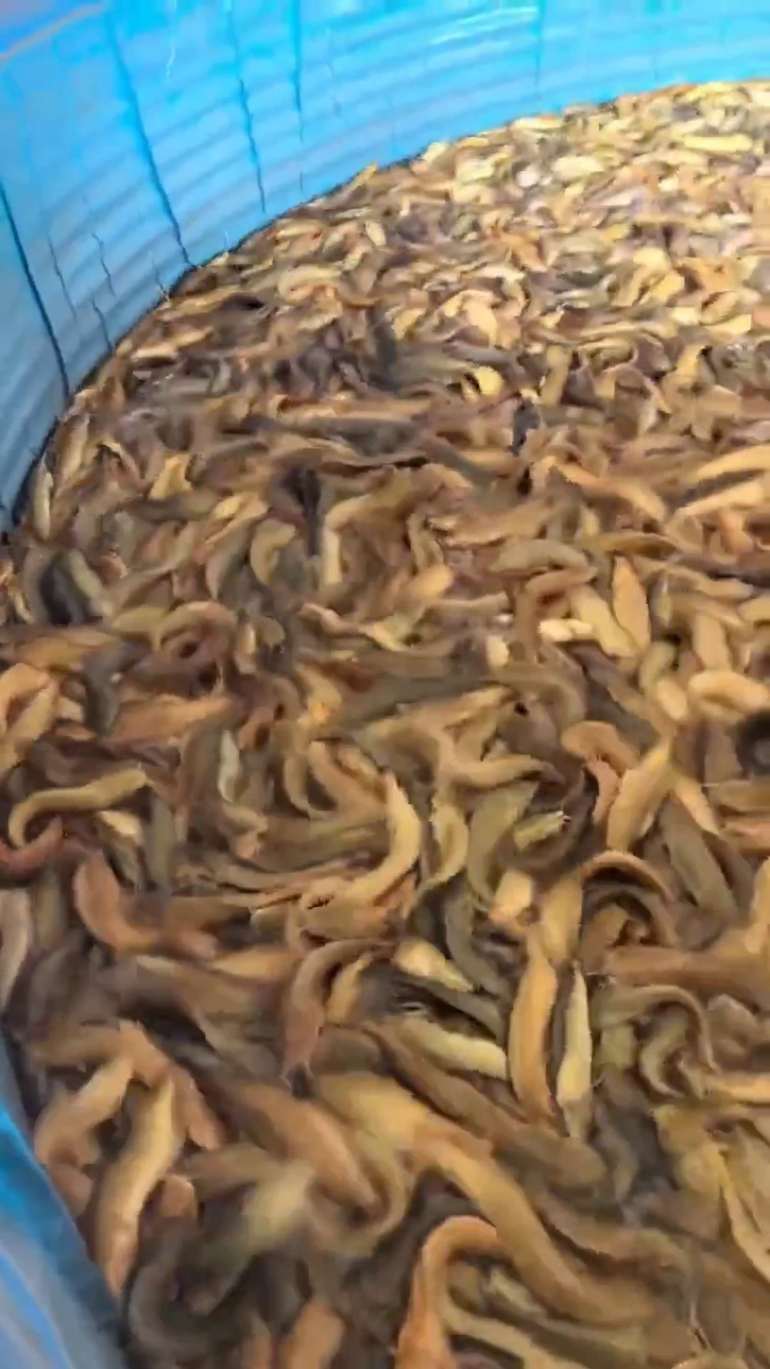 高密度水产养殖塘角鱼