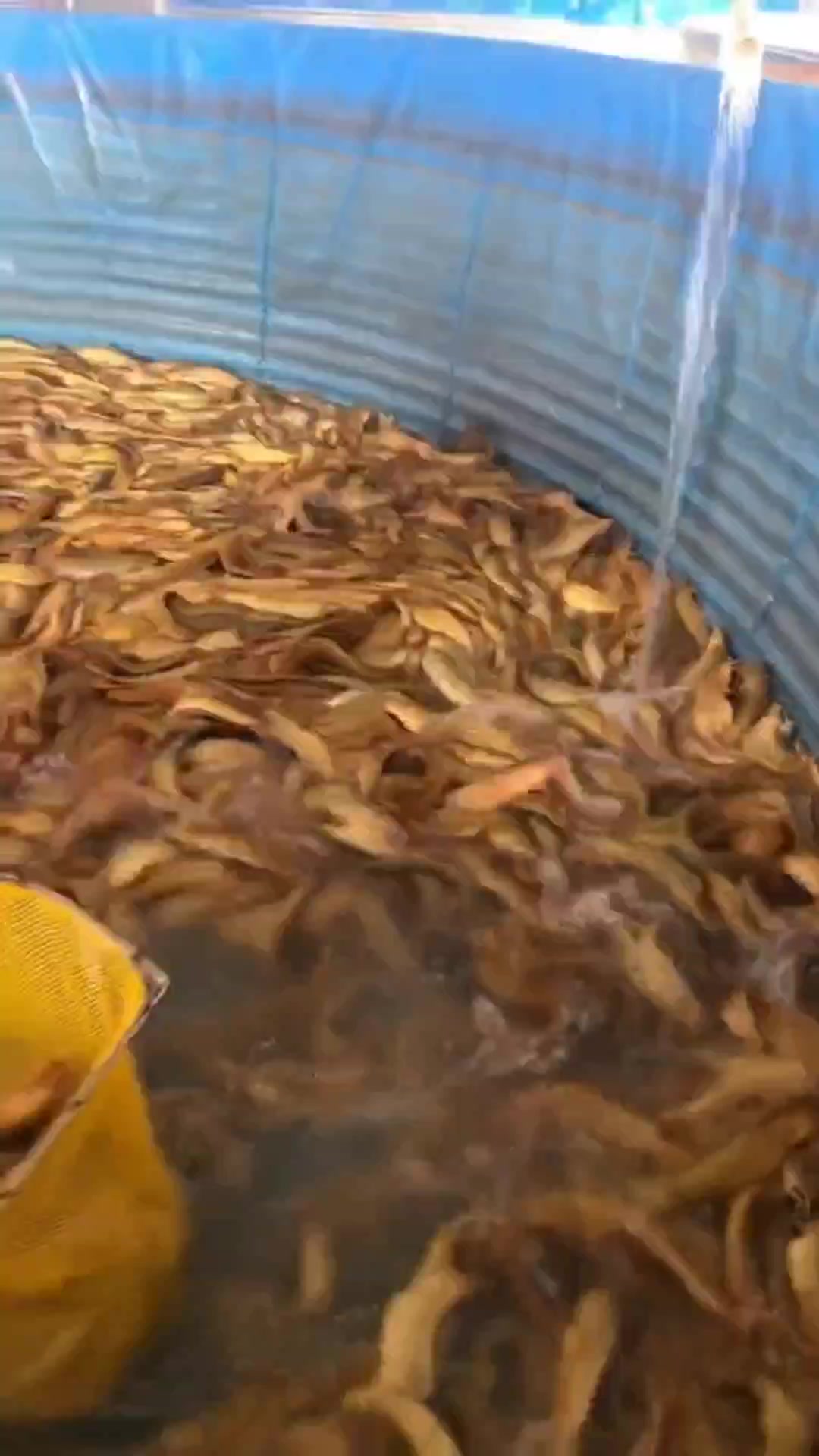高密度水产养殖塘角鱼