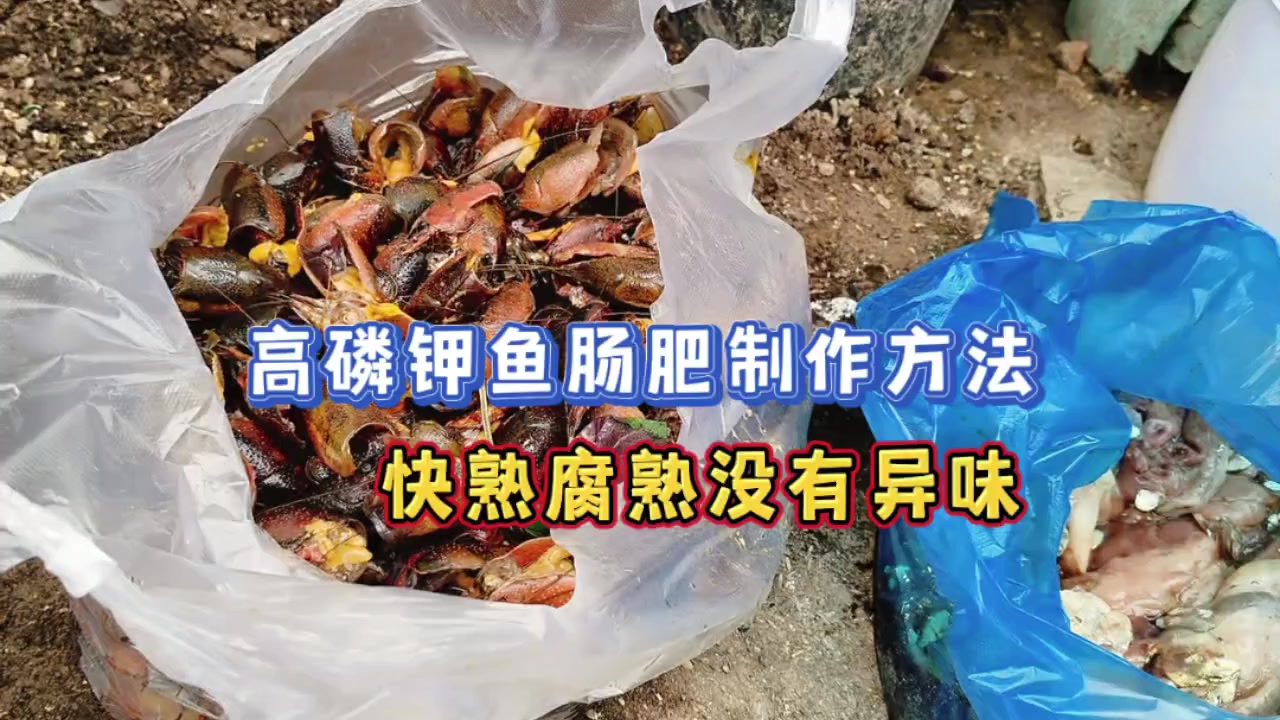 这样制作鱼肠肥不仅没异味营养还丰富