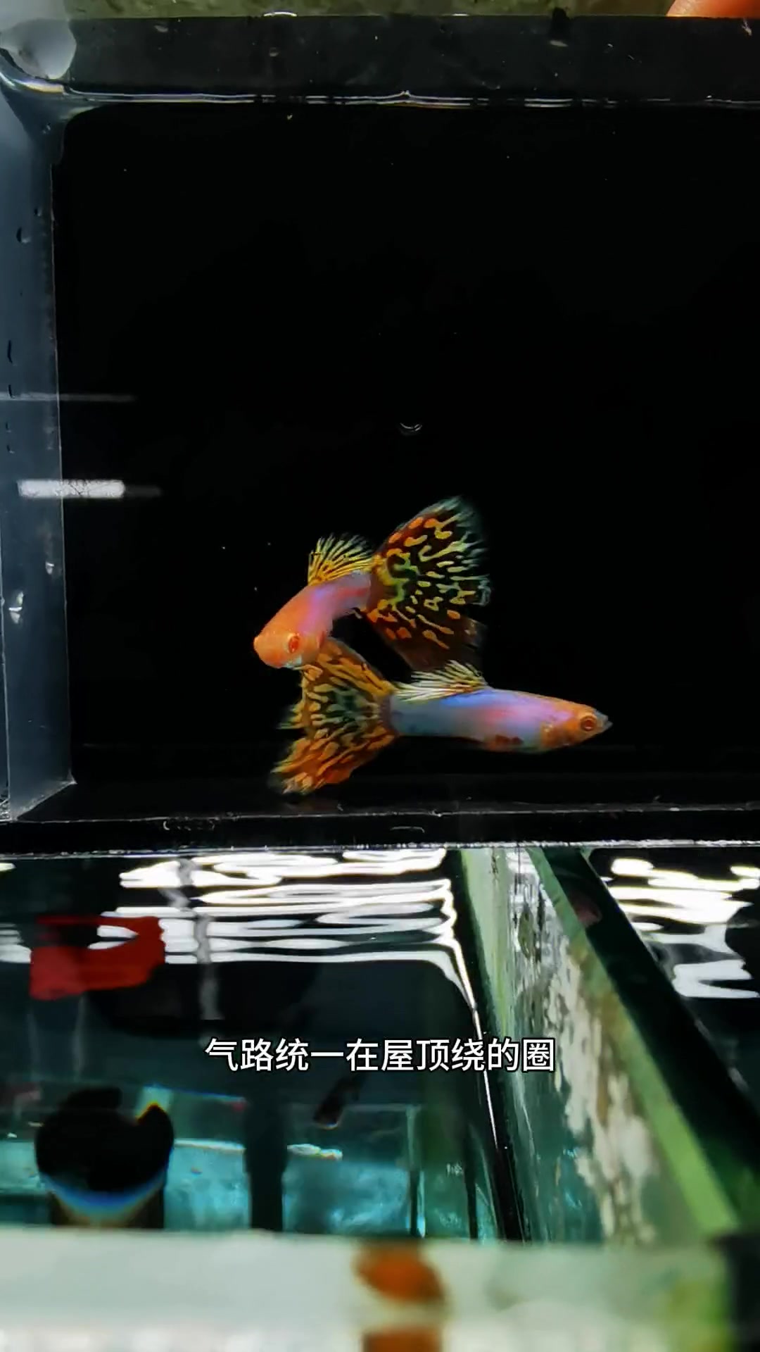 做鱼房的细节有哪些